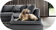 frame con cane sdraiato sul divano